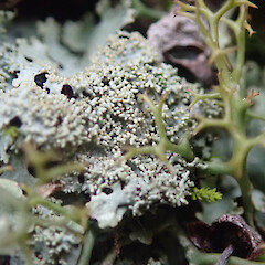 Occasional lichen in cloud forest, Whangarei Heads Northland.<br>Photographer: Marley Ford, Date taken: 04/11/2020, Licence: <a target='_blank' href='https://creativecommons.org/licenses/by/4.0'>CC BY</a>. <a class='member-message' href='/nzpcn/why-join-nzpcn/' target='_blank'>Members can view a larger version of this image.</a>