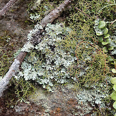 Occasional lichen in cloud forest, Whangarei Heads Northland.<br>Photographer: Marley Ford, Date taken: 04/11/2020, Licence: <a target='_blank' href='https://creativecommons.org/licenses/by/4.0'>CC BY</a>. <a class='member-message' href='/nzpcn/why-join-nzpcn/' target='_blank'>Members can view a larger version of this image.</a>