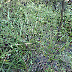 Under kanuka, Cape Palliser Wairarapa.<br>Photographer: Marley Ford, Date taken: 03/07/2022, Licence: <a target='_blank' href='https://creativecommons.org/licenses/by/4.0'>CC BY</a>. <a class='member-message' href='/nzpcn/why-join-nzpcn/' target='_blank'>Members can view a larger version of this image.</a>
