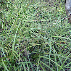 Under kanuka, Cape Palliser Wairarapa.<br>Photographer: Marley Ford, Date taken: 03/06/2022, Licence: <a target='_blank' href='https://creativecommons.org/licenses/by/4.0'>CC BY</a>. <a class='member-message' href='/nzpcn/why-join-nzpcn/' target='_blank'>Members can view a larger version of this image.</a>