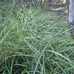 Under kanuka, Cape Palliser Wairarapa.<br>Photographer: Marley Ford, Date taken: 03/07/2022, Licence: <a target='_blank' href='https://creativecommons.org/licenses/by/4.0'>CC BY</a>. <a class='member-message' href='/nzpcn/why-join-nzpcn/' target='_blank'>Members can view a larger version of this image.</a>