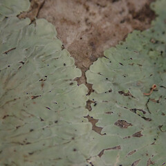 Corticolous on kohekohe, Hokianga Far North.<br>Photographer: Marley Ford, Date taken: 05/02/2022, Licence: <a target='_blank' href='https://creativecommons.org/licenses/by/4.0'>CC BY</a>. <a class='member-message' href='/nzpcn/why-join-nzpcn/' target='_blank'>Members can view a larger version of this image.</a>