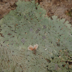 Corticolous on kohekohe, Hokianga Far North.<br>Photographer: Marley Ford, Date taken: 05/02/2022, Licence: <a target='_blank' href='https://creativecommons.org/licenses/by/4.0'>CC BY</a>. <a class='member-message' href='/nzpcn/why-join-nzpcn/' target='_blank'>Members can view a larger version of this image.</a>