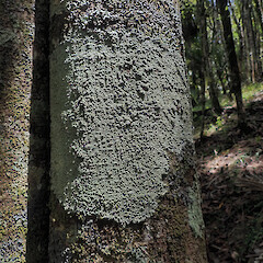 Corticolous, Hokianga Far North.<br>Photographer: Marley Ford, Date taken: 26/12/2019, Licence: <a target='_blank' href='https://creativecommons.org/licenses/by/4.0'>CC BY</a>. <a class='member-message' href='/nzpcn/why-join-nzpcn/' target='_blank'>Members can view a larger version of this image.</a>
