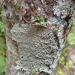 Corticolous on nikau, Huia Auckland.<br>Photographer: Marley Ford, Date taken: 05/02/2020, Licence: <a target='_blank' href='https://creativecommons.org/licenses/by/4.0'>CC BY</a>. <a class='member-message' href='/nzpcn/why-join-nzpcn/' target='_blank'>Members can view a larger version of this image.</a>