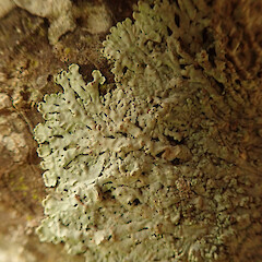 Corticolous on nikau, Huia Auckland.<br>Photographer: Marley Ford, Date taken: 05/02/2020, Licence: <a target='_blank' href='https://creativecommons.org/licenses/by/4.0'>CC BY</a>. <a class='member-message' href='/nzpcn/why-join-nzpcn/' target='_blank'>Members can view a larger version of this image.</a>