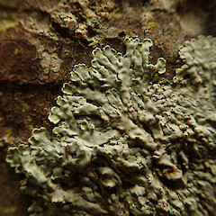 Corticolous on nikau, Huia Auckland.<br>Photographer: Marley Ford, Date taken: 05/02/2020, Licence: <a target='_blank' href='https://creativecommons.org/licenses/by/4.0'>CC BY</a>. <a class='member-message' href='/nzpcn/why-join-nzpcn/' target='_blank'>Members can view a larger version of this image.</a>