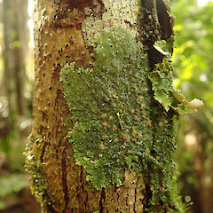 Pannaria pyxinoides