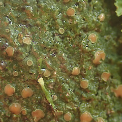 Corticolous, Waima Far North.<br>Photographer: Marley Ford, Date taken: 05/05/2022, Licence: <a target='_blank' href='https://creativecommons.org/licenses/by/4.0'>CC BY</a>. <a class='member-message' href='/nzpcn/why-join-nzpcn/' target='_blank'>Members can view a larger version of this image.</a>