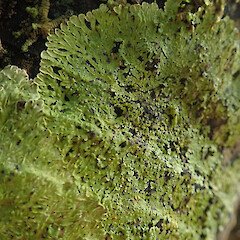 Corticolous on nikau, Hokianga Far North.<br>Photographer: Marley Ford, Date taken: 24/07/2020, Licence: <a target='_blank' href='https://creativecommons.org/licenses/by/4.0'>CC BY</a>. <a class='member-message' href='/nzpcn/why-join-nzpcn/' target='_blank'>Members can view a larger version of this image.</a>
