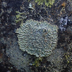 Growing on plastic water tank, Oban Stewart Island.<br>Photographer: Marley Ford, Date taken: 18/03/2022, Licence: <a target='_blank' href='https://creativecommons.org/licenses/by/4.0'>CC BY</a>. <a class='member-message' href='/nzpcn/why-join-nzpcn/' target='_blank'>Members can view a larger version of this image.</a>