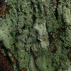 Pannaria minutiphylla