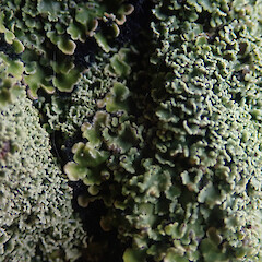 Common on planted macrocarpa trees, Rakeahua Stewart Island.<br>Photographer: Marley Ford, Date taken: 28/01/2021, Licence: <a target='_blank' href='https://creativecommons.org/licenses/by/4.0'>CC BY</a>. <a class='member-message' href='/nzpcn/why-join-nzpcn/' target='_blank'>Members can view a larger version of this image.</a>