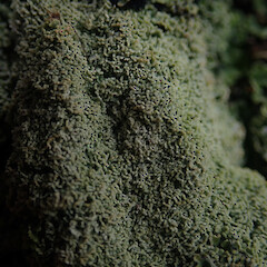 Common on planted macrocarpa trees, Rakeahua Stewart Island.<br>Photographer: Marley Ford, Date taken: 28/01/2021, Licence: <a target='_blank' href='https://creativecommons.org/licenses/by/4.0'>CC BY</a>. <a class='member-message' href='/nzpcn/why-join-nzpcn/' target='_blank'>Members can view a larger version of this image.</a>