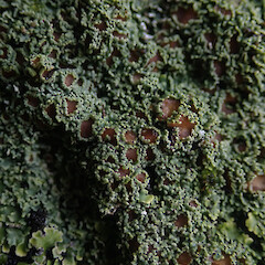 Common on planted macrocarpa trees, Rakeahua Stewart Island.<br>Photographer: Marley Ford, Date taken: 28/01/2021, Licence: <a target='_blank' href='https://creativecommons.org/licenses/by/4.0'>CC BY</a>. <a class='member-message' href='/nzpcn/why-join-nzpcn/' target='_blank'>Members can view a larger version of this image.</a>