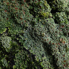 Common on planted macrocarpa trees, Rakeahua Stewart Island.<br>Photographer: Marley Ford, Date taken: 28/01/2021, Licence: <a target='_blank' href='https://creativecommons.org/licenses/by/4.0'>CC BY</a>. <a class='member-message' href='/nzpcn/why-join-nzpcn/' target='_blank'>Members can view a larger version of this image.</a>