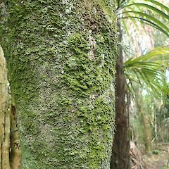 Corticolous, Ardmore Auckland.<br>Photographer: Marley Ford, Date taken: 05/05/2022, Licence: <a target='_blank' href='https://creativecommons.org/licenses/by/4.0'>CC BY</a>. <a class='member-message' href='/nzpcn/why-join-nzpcn/' target='_blank'>Members can view a larger version of this image.</a>