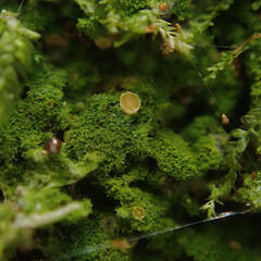 Corticolous, Ardmore Auckland.<br>Photographer: Marley Ford, Date taken: 05/05/2022, Licence: <a target='_blank' href='https://creativecommons.org/licenses/by/4.0'>CC BY</a>. <a class='member-message' href='/nzpcn/why-join-nzpcn/' target='_blank'>Members can view a larger version of this image.</a>