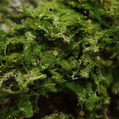 Corticolous, Ardmore Auckland.<br>Photographer: Marley Ford, Date taken: 05/05/2022, Licence: <a target='_blank' href='https://creativecommons.org/licenses/by/4.0'>CC BY</a>. <a class='member-message' href='/nzpcn/why-join-nzpcn/' target='_blank'>Members can view a larger version of this image.</a>