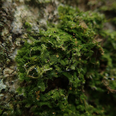 Corticolous, Ardmore Auckland.<br>Photographer: Marley Ford, Date taken: 05/05/2022, Licence: <a target='_blank' href='https://creativecommons.org/licenses/by/4.0'>CC BY</a>. <a class='member-message' href='/nzpcn/why-join-nzpcn/' target='_blank'>Members can view a larger version of this image.</a>