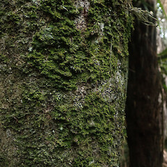 Corticolous, Ardmore Auckland.<br>Photographer: Marley Ford, Date taken: 05/05/2022, Licence: <a target='_blank' href='https://creativecommons.org/licenses/by/4.0'>CC BY</a>. <a class='member-message' href='/nzpcn/why-join-nzpcn/' target='_blank'>Members can view a larger version of this image.</a>