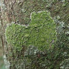 Corticolous in rock forest, Mt Eden Auckland.<br>Photographer: Marley Ford, Date taken: 29/09/2021, Licence: <a target='_blank' href='https://creativecommons.org/licenses/by/4.0'>CC BY</a>. <a class='member-message' href='/nzpcn/why-join-nzpcn/' target='_blank'>Members can view a larger version of this image.</a>