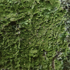 Corticolous in rock forest, Mt Eden Auckland.<br>Photographer: Marley Ford, Date taken: 29/09/2021, Licence: <a target='_blank' href='https://creativecommons.org/licenses/by/4.0'>CC BY</a>. <a class='member-message' href='/nzpcn/why-join-nzpcn/' target='_blank'>Members can view a larger version of this image.</a>