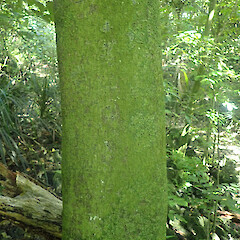 Corticolous on karaka in rock forest, Mt Eden Auckland.<br>Photographer: Marley Ford, Date taken: 05/08/2022, Licence: <a target='_blank' href='https://creativecommons.org/licenses/by/4.0'>CC BY</a>. <a class='member-message' href='/nzpcn/why-join-nzpcn/' target='_blank'>Members can view a larger version of this image.</a>