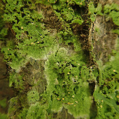 Corticolous on karaka in rock forest, Mt Eden Auckland.<br>Photographer: Marley Ford, Date taken: 05/08/2022, Licence: <a target='_blank' href='https://creativecommons.org/licenses/by/4.0'>CC BY</a>. <a class='member-message' href='/nzpcn/why-join-nzpcn/' target='_blank'>Members can view a larger version of this image.</a>