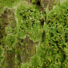 Corticolous on karaka in rock forest, Mt Eden Auckland.<br>Photographer: Marley Ford, Date taken: 05/08/2022, Licence: <a target='_blank' href='https://creativecommons.org/licenses/by/4.0'>CC BY</a>. <a class='member-message' href='/nzpcn/why-join-nzpcn/' target='_blank'>Members can view a larger version of this image.</a>