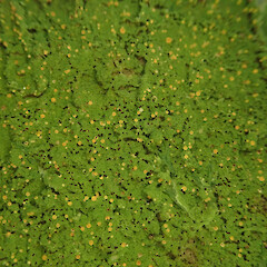 Corticolous on karaka in rock forest, Mt Eden Auckland.<br>Photographer: Marley Ford, Date taken: 05/08/2022, Licence: <a target='_blank' href='https://creativecommons.org/licenses/by/4.0'>CC BY</a>. <a class='member-message' href='/nzpcn/why-join-nzpcn/' target='_blank'>Members can view a larger version of this image.</a>