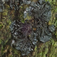 Collema laeve