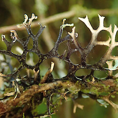 Peel Forest, Canterbury.<br>Photographer: Melissa Hutchison, Date taken: 01/03/2020, Licence: <a target='_blank' href='https://creativecommons.org/licenses/by-nc/4.0'>CC BY-NC</a>. <a class='member-message' href='/nzpcn/why-join-nzpcn/' target='_blank'>Members can view a larger version of this image.</a>