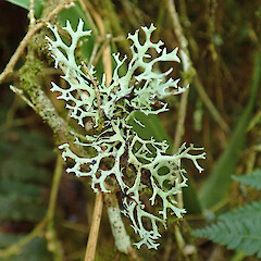 Peel Forest, Canterbury.<br>Photographer: Melissa Hutchison, Date taken: 01/03/2020, Licence: <a target='_blank' href='https://creativecommons.org/licenses/by-nc/4.0'>CC BY-NC</a>. <a class='member-message' href='/nzpcn/why-join-nzpcn/' target='_blank'>Members can view a larger version of this image.</a>