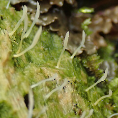 Fox River, West Coast.<br>Photographer: Melissa Hutchison, Date taken: 05/06/2022, Licence: <a target='_blank' href='https://creativecommons.org/licenses/by-nc/4.0'>CC BY-NC</a>. <a class='member-message' href='/nzpcn/why-join-nzpcn/' target='_blank'>Members can view a larger version of this image.</a>