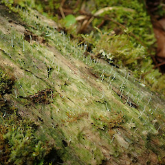 Fox River, West Coast.<br>Photographer: Melissa Hutchison, Date taken: 05/06/2022, Licence: <a target='_blank' href='https://creativecommons.org/licenses/by-nc/4.0'>CC BY-NC</a>. <a class='member-message' href='/nzpcn/why-join-nzpcn/' target='_blank'>Members can view a larger version of this image.</a>