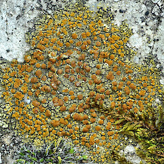 Gyalolechia flavovirescens