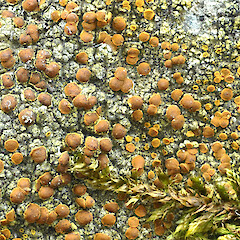 Loire, France.<br>Photographer: Joseph Bartolome, Licence: <a target='_blank' href='https://creativecommons.org/licenses/by-nc/4.0'>CC BY-NC</a>. <a class='member-message' href='/nzpcn/why-join-nzpcn/' target='_blank'>Members can view a larger version of this image.</a>