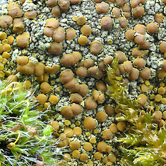 Loire, France.<br>Photographer: Joseph Bartolome, Licence: <a target='_blank' href='https://creativecommons.org/licenses/by-nc/4.0'>CC BY-NC</a>. <a class='member-message' href='/nzpcn/why-join-nzpcn/' target='_blank'>Members can view a larger version of this image.</a>