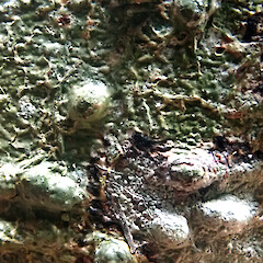 Fissurina dumastii