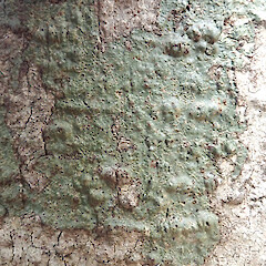 On kahikatea in Auckland.<br>Photographer: Peter J de Lange, Date taken: 08/04/2022, Licence: Public domain. <a class='member-message' href='/nzpcn/why-join-nzpcn/' target='_blank'>Members can view a larger version of this image.</a>