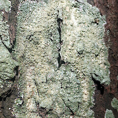 On kahikatea in Auckland.<br>Photographer: Peter J de Lange, Date taken: 08/04/2022, Licence: Public domain. <a class='member-message' href='/nzpcn/why-join-nzpcn/' target='_blank'>Members can view a larger version of this image.</a>