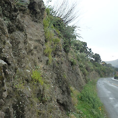 Ferrymead, Christchurch.<br>Photographer: Melissa Hutchison, Date taken: 21/08/2022, Licence: <a target='_blank' href='https://creativecommons.org/licenses/by-nc/4.0'>CC BY-NC</a>. <a class='member-message' href='/nzpcn/why-join-nzpcn/' target='_blank'>Members can view a larger version of this image.</a>