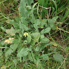 Hirschfeldia incana
