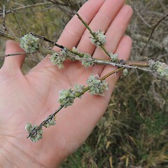 Freshly developed galls caused by biocontrol agent broom gall mite (Aceria genistae).<br>Photographer: Jesse Bythell, Date taken: 15/02/2017, Licence: <a target='_blank' href='https://creativecommons.org/licenses/by-nc/4.0'>CC BY-NC</a>. <a class='member-message' href='/nzpcn/why-join-nzpcn/' target='_blank'>Members can view a larger version of this image.</a>