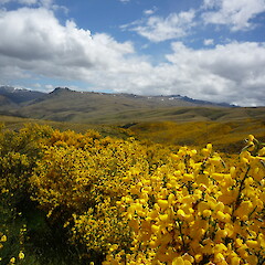 Broom invading the tall tussock grassland above the Waikaia River, Whitecomb Station, Southland.<br>Photographer: Jesse Bythell, Date taken: 20/12/2010, Licence: <a target='_blank' href='https://creativecommons.org/licenses/by-nc/4.0'>CC BY-NC</a>. <a class='member-message' href='/nzpcn/why-join-nzpcn/' target='_blank'>Members can view a larger version of this image.</a>