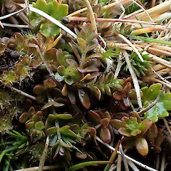 Galium antarcticum growing amongst moss and grass near Skua Lake, Macquarie Island.<br>Photographer: Alex Fergus, Date taken: 15/03/2017, Licence: <a target='_blank' href='https://creativecommons.org/licenses/by-nc/4.0'>CC BY-NC</a>. <a class='member-message' href='/nzpcn/why-join-nzpcn/' target='_blank'>Members can view a larger version of this image.</a>