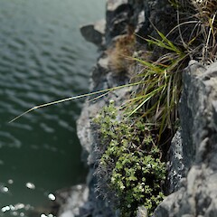 Type locality Orongorongo River Mouth, Wellington.<br>Photographer: Philip Smith, Licence: All rights reserved. <a class='member-message' href='/nzpcn/why-join-nzpcn/' target='_blank'>Members can view a larger version of this image.</a>