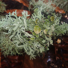 Windfall, Tuatapere Southland.<br>Photographer: Marley Ford, Licence: <a target='_blank' href='https://creativecommons.org/licenses/by/4.0'>CC BY</a>. <a class='member-message' href='/nzpcn/why-join-nzpcn/' target='_blank'>Members can view a larger version of this image.</a>