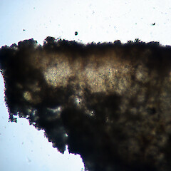 Thallus section in K, showing pigmented cortical zone and interrupted, ±hyaline photobiont zone. <br>Photographer: Alan Fryday, Licence: <a target='_blank' href='https://creativecommons.org/licenses/by/4.0'>CC BY</a>. <a class='member-message' href='/nzpcn/why-join-nzpcn/' target='_blank'>Members can view a larger version of this image.</a>